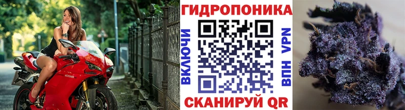 darknet клад  кракен ONION  Кодинск  Бошки марихуана конопля 